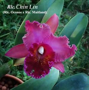 Rlc. Chia LIn 4"